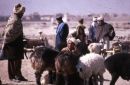 Afghani Farmer Negotiating a Sheep Sale, Camel Market, Kabul